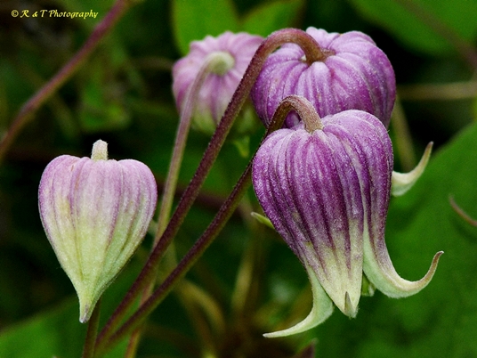 {Clematis flaccida}